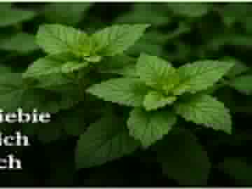 Świeże liście mięty